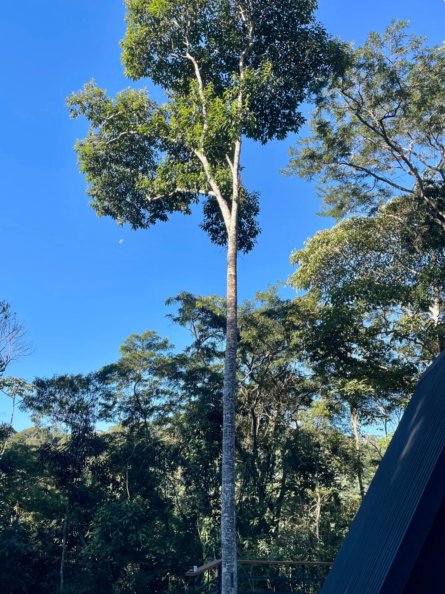 Árvore alta da mata atlântica contra o céu azul